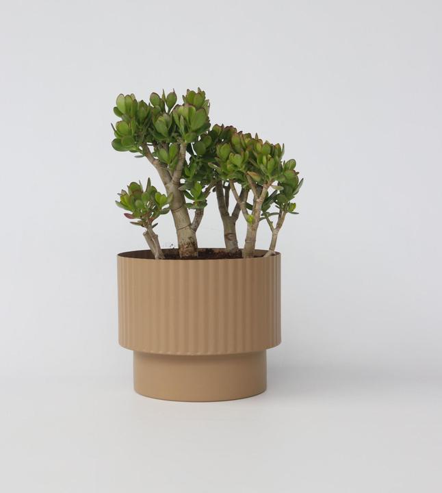 Immagine prodotto Plant in a Box Crassula ovata Minor - Pianta di giada (60 cm)