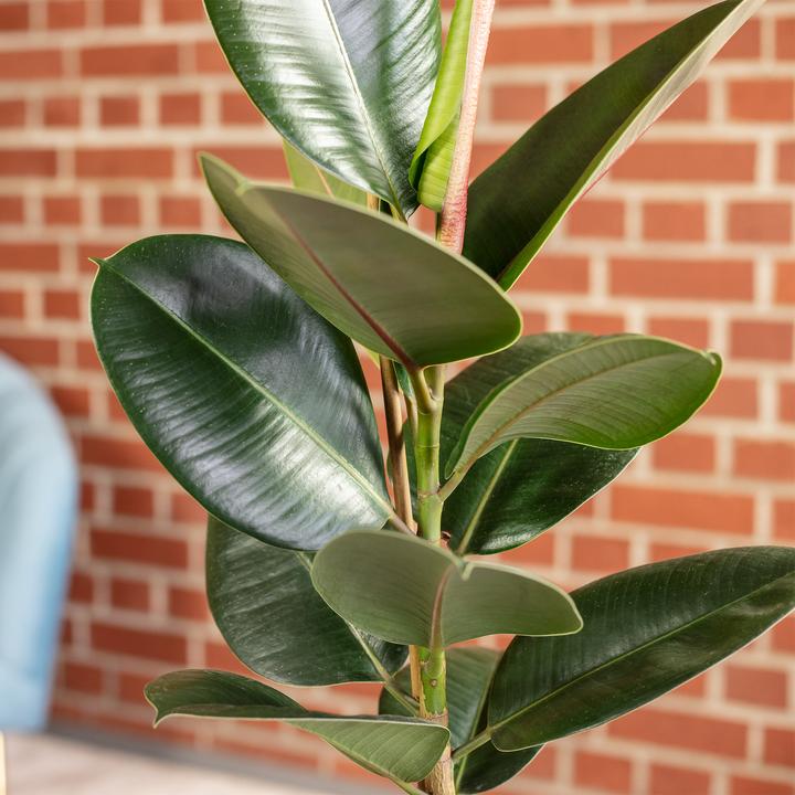 Produktbild Flowerbox Gummibaum - Ficus elastica "Robusta" (50 cm)