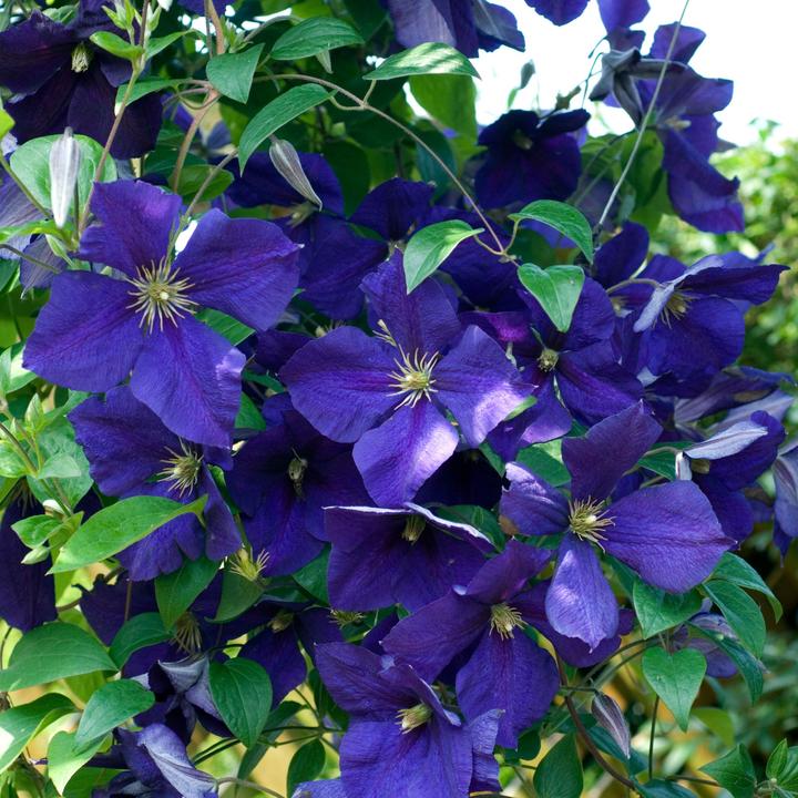 Immagine prodotto Plant in a Box Clematide ibrida 'Mme Le Coultre', 'Hagley Hybrid', 'Polish Spirit' - set di 6 clematidi (25 cm)
