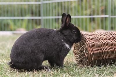 Actual product image Trixie Rodent Tunnel