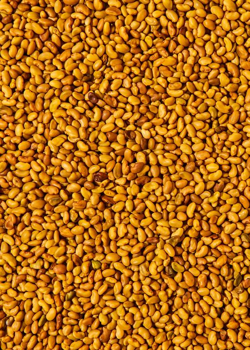 Immagine prodotto KoRo Semi di erba medica biologica (Medicago Sativa) (1000 g)