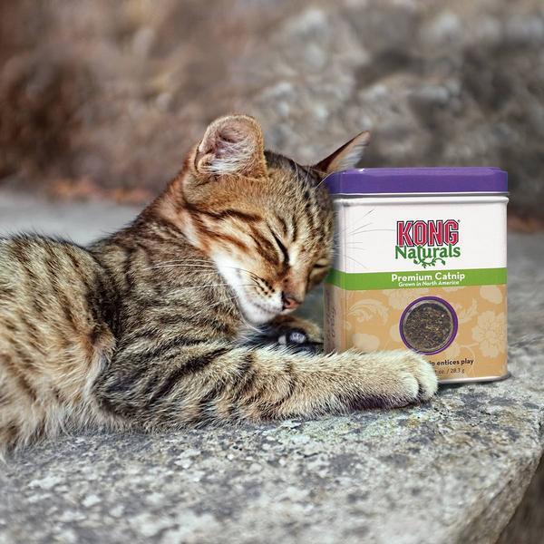 Actual product image KONG Premium CatNip (Catmint toy)