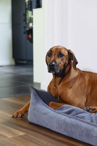 Produktbild Beeztees Veo (Hund)