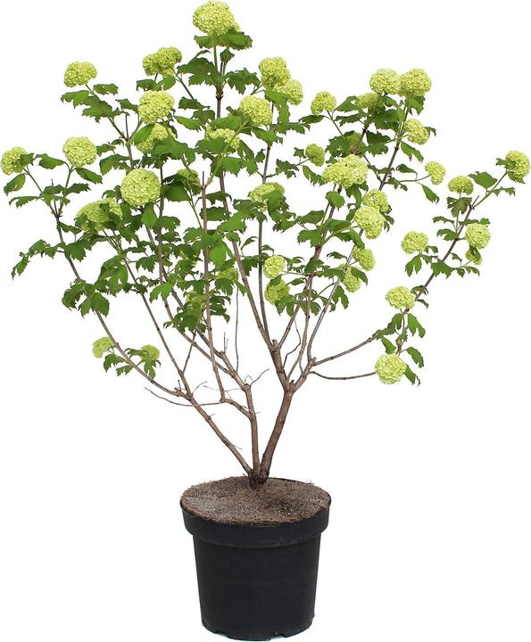 Image du produit Zulauf Gemeiner Schneeball / Viburnum opulus 'Roseum' (100 cm)