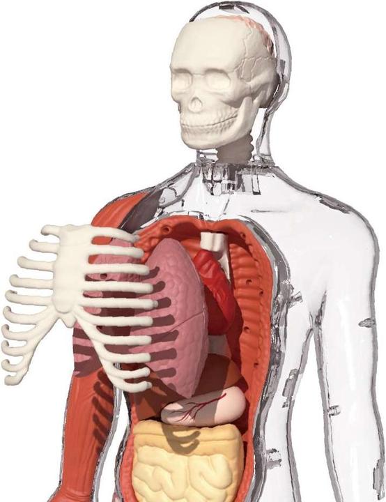 Produktbild Science Can Mein Körper - eine Wissensreise mit Quiz und Sound/ My Body Voice Pedia (Deutsch, Niederländisch, Englisch, Italienisch, Französisch, Spanisch)