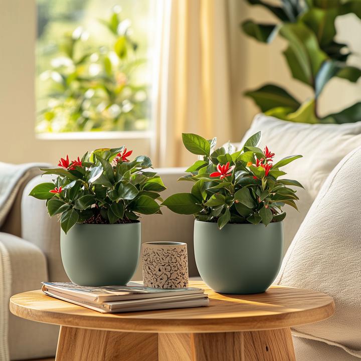 Actual product image Plant in a Box Euphorbia Milii - Honey locust (25 cm)