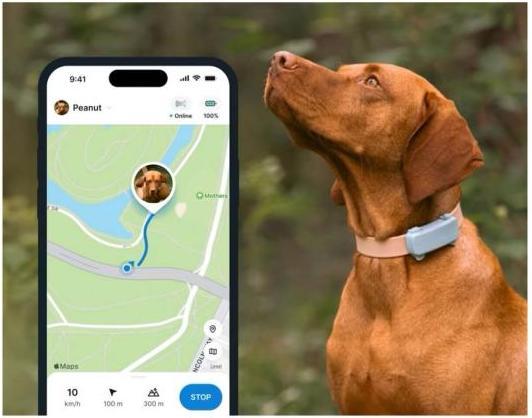 Image du produit Tractive GPS Tracker Dog 6 (Chien)
