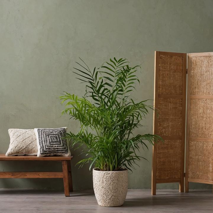 Immagine prodotto Plant in a Box Dypsis lutescens, Chamaedorea elegans - Mix di 4 mini palme da interno (25 cm)
