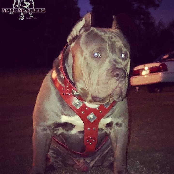 Produktbild Bestia Hundegeschirr (L, XL, Hund)