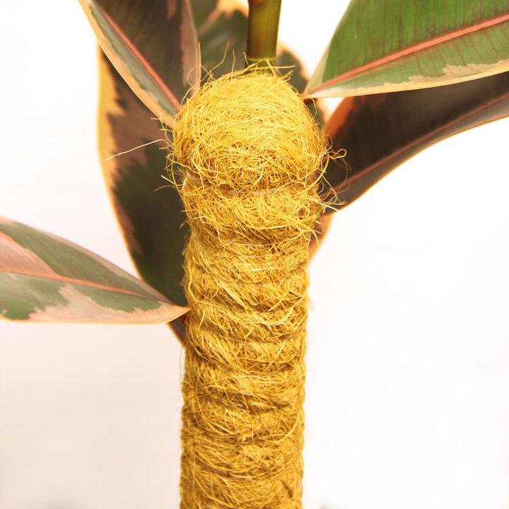 Bellissa Kokosstab (4.50 cm, 4.50 cm)