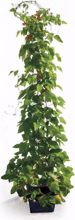 Produktbild Bellissa Bohnenturm (12 cm, 12 cm)