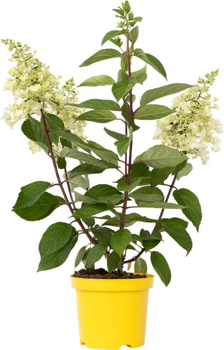 Produktbild Plant in a Box Hydrangea paniculata 'Candlelight' - Hortensie (25 cm)