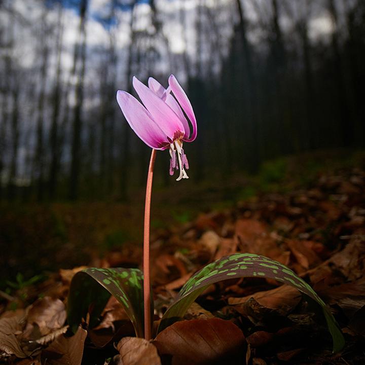 Image du produit Venus Optic Laowa 7.5mm F/2 MFT version légère (Micro Four Thirds, Micro Four Thirds)