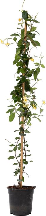 Image du produit Plant in a Box Trachelospermum jasminoides Star of Toscane - Jasmin en étoile (110 cm)