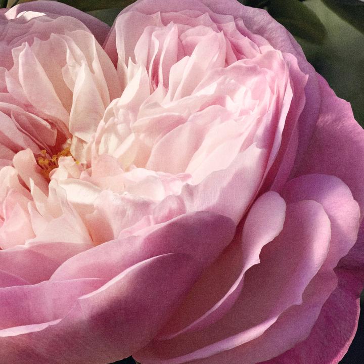 Image du produit Chloé Rose Natural Eau de Parfum Refill (Eau de parfum, 150 ml)