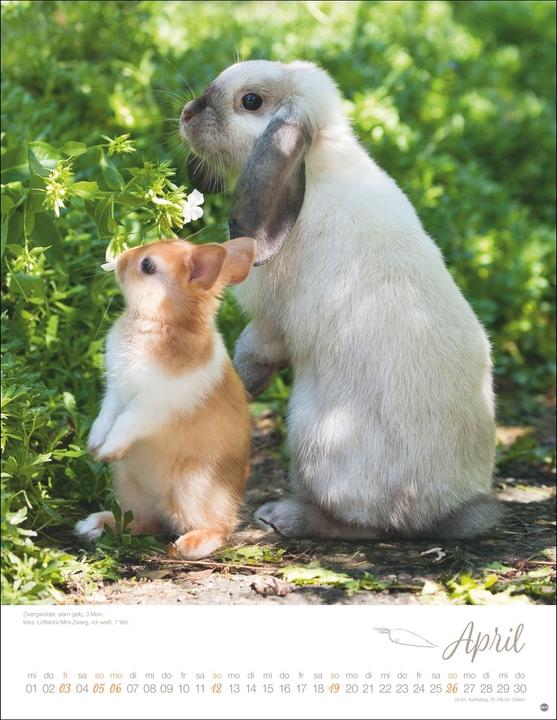 Produktbild Kaninchenkinder Posterkalender 2026 (34 x 44 cm, Harter Einband, Deutsch)