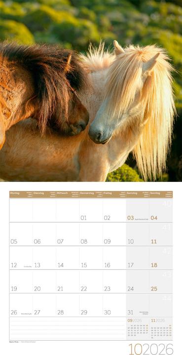 Produktbild Pferde Kalender 2026 - 30x30 (30 x 30 cm, Harter Einband, Deutsch)