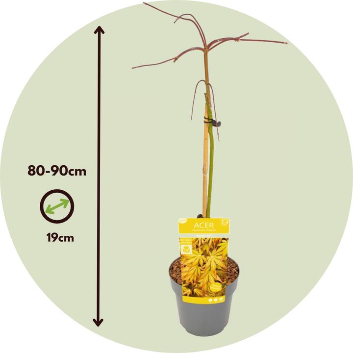 Actual product image Plant in a Box Acer palmatum 'Cascade Gold' - Japanese maple (80 cm)