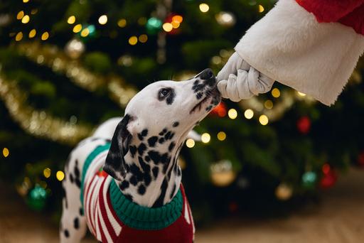 Image du produit Beeztees Hohoho (M, Pull-over pour chien)