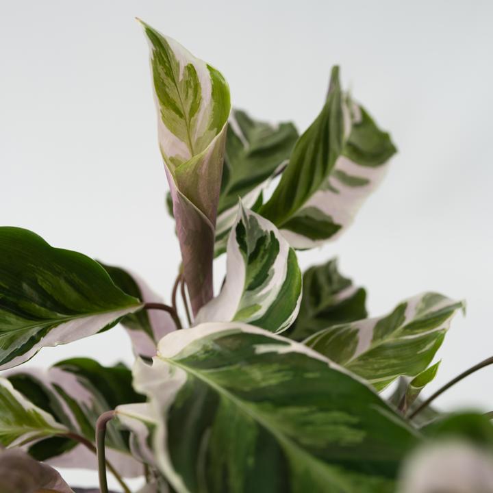 Image du produit Plant in a Box Calathea Lietzei "White Fusion" - Set de 2 maranthes en osier (30 cm)