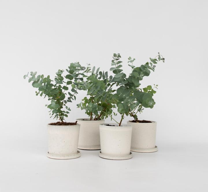 Produktbild Plant in a Box Eucalyptus Pulverulenta - 6er Set Silberblättriger Eukalyptus (25 cm)