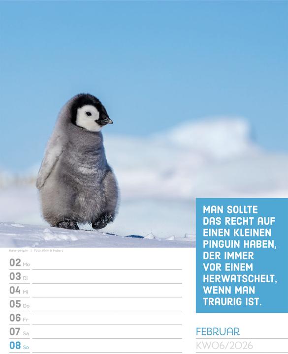 Actual product image Tierisch! Sprüchekalender - Wochenplaner Kalender 2026 (25 x 33 cm, Hardcover, German)