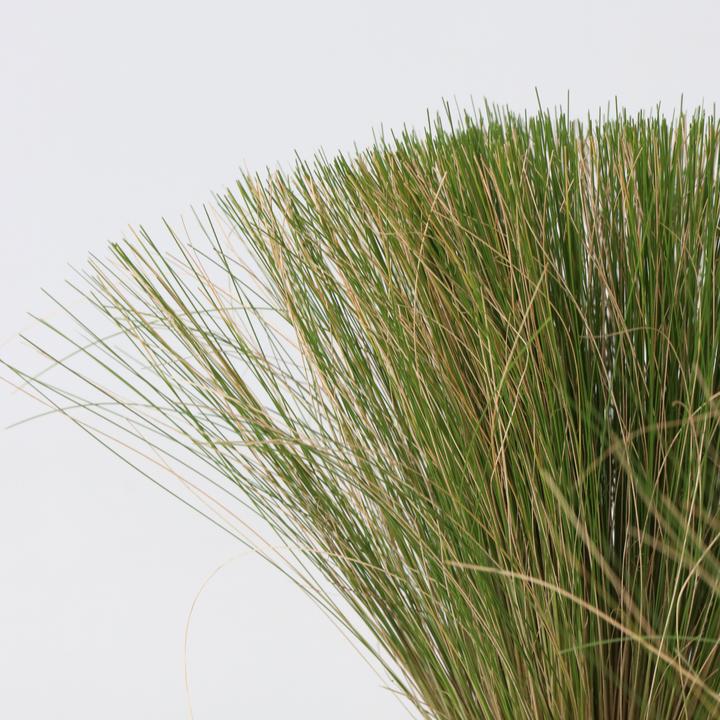 Image du produit Plant in a Box Stipa tenuifolia 'Pony Tails' - Set de 3 plumeaux décoratifs (20 cm)