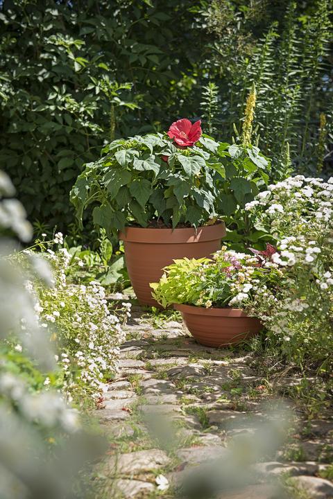 Image du produit Scheurich Country Star (48 cm)
