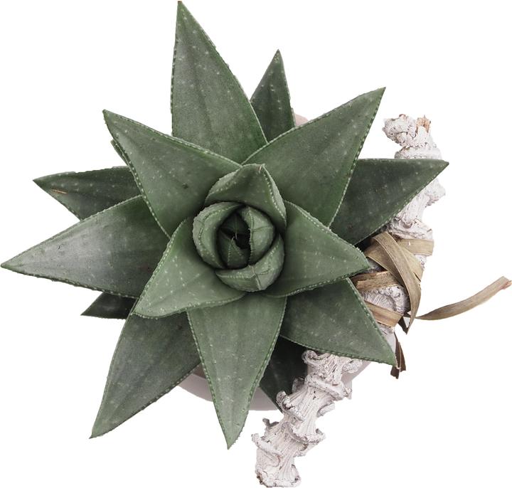 Immagine prodotto Migros Ostschweiz Vassoio per succulente (15 cm)