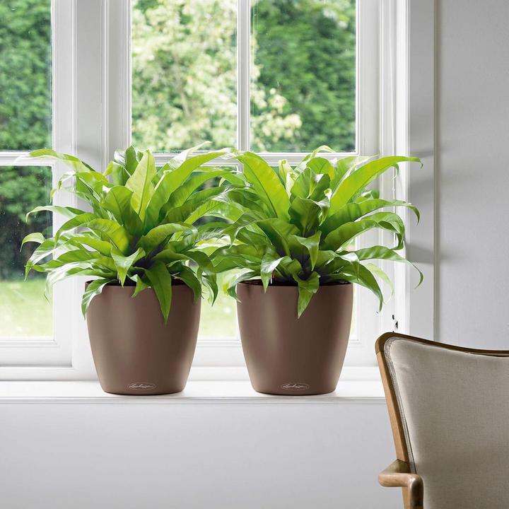 Immagine prodotto Lechuza Colore Classico (34.50 cm)