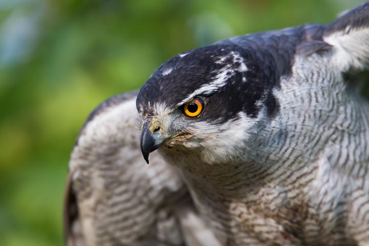 Produktbild Tamron SP 150-600mm f/5-6.3 VC, USD Canon (Canon EF, Vollformat)