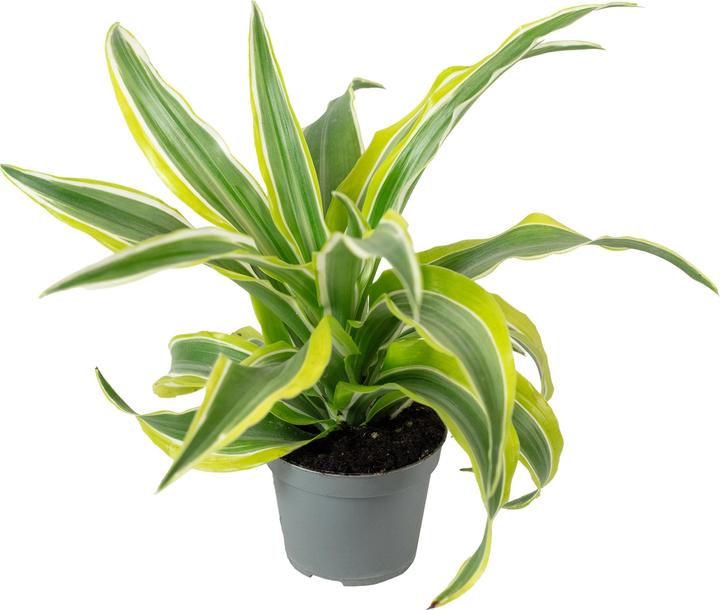 Image du produit Flowerbox Dragonnier Lemon Surprise - Dracaena Deremensis Fragrans Lemon Surprise (6 cm)
