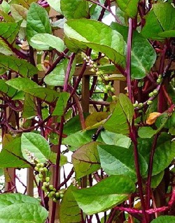 Actual product image Tropica Indian Malabar Spinach Basella Rubra (Vegetable seeds)