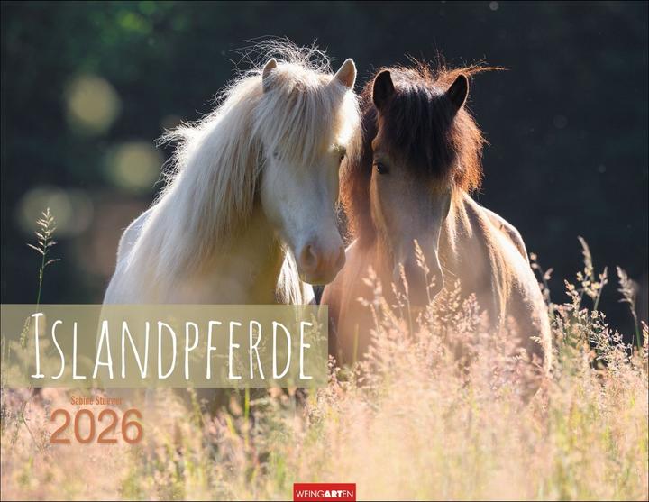 Immagine prodotto Islandpferde Kalender 2026 (44 x 34 cm, Tedesco, Inglese)