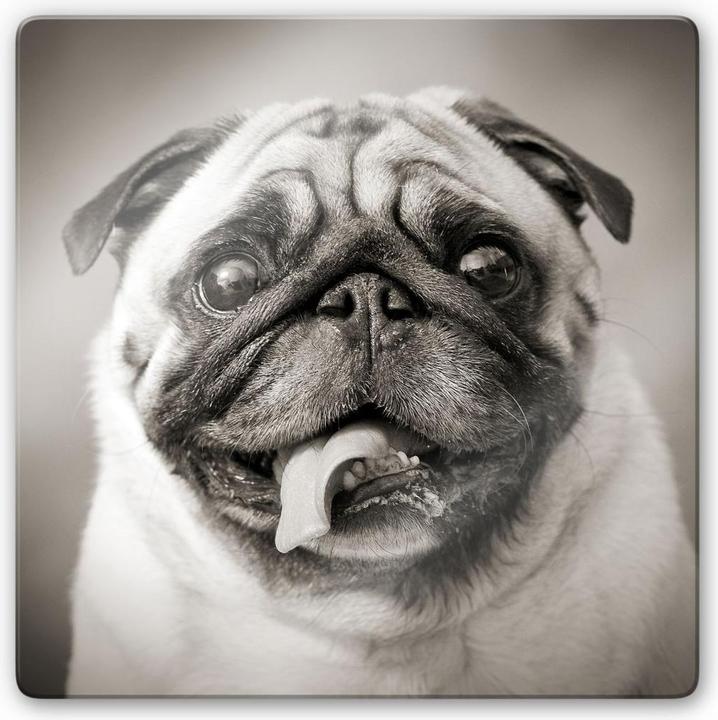 Actual product image Trenddeko Lovable Pug - square (20 x 20 cm)
