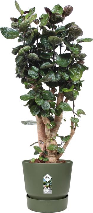 Immagine prodotto Elho Greenville (39 cm)