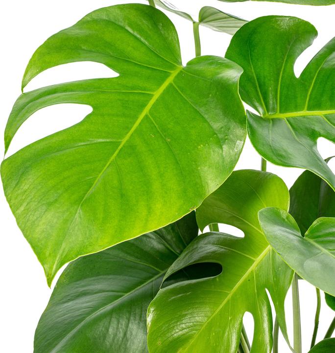 Actual product image Flowerbox Ceriman - height ca. 75 cm, pot-Ø 19 cm - Monstera Deliciosa (75 cm)