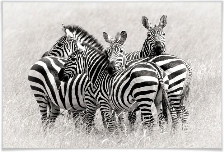 Actual product image Trenddeko Trubitsyn - zebras in the savannah (100 x 70 cm)