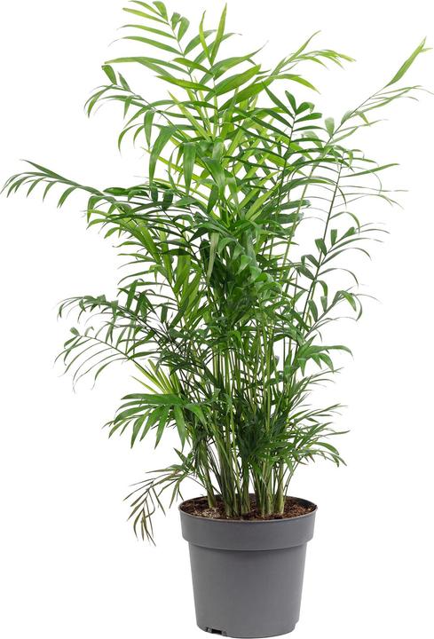 Flowerbox Parlor palm - height ca. 70 cm, pot-Ø 17 cm - Chamaedorea elegans (70 cm, Animal friendly)