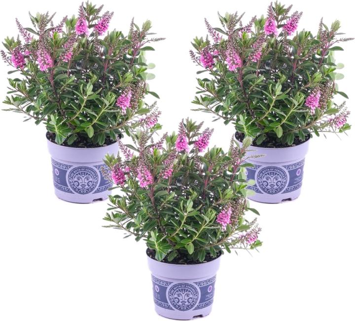 Produktbild Plant in a Box Hebe All Blooms 'Samona' - (30 cm)