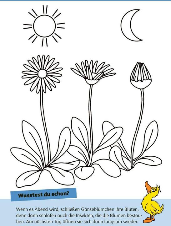 Produktbild Die Maus - Malblock mit Sachwissen Natur und Tiere (Deutsch, pen2nature, 2024)