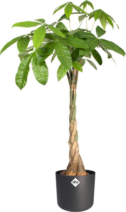 Actual product image Elho b.for soft (13.80 cm)
