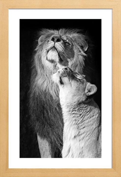 Actual product image Juniqe Lions in Love (60 x 90 cm)