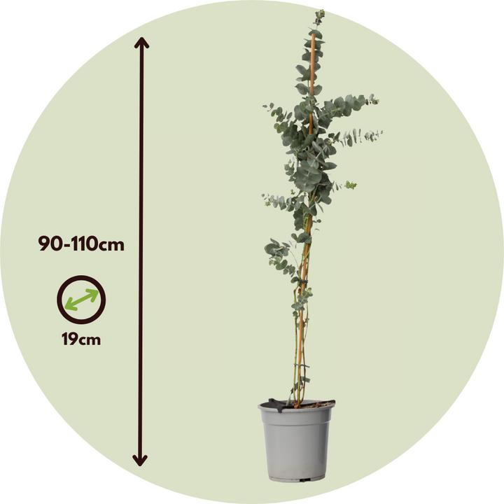 Immagine prodotto Plant in a Box Eucalyptus cinerea 'Silver Dollar' - Eucalipto del dollaro d'argento (110 cm)