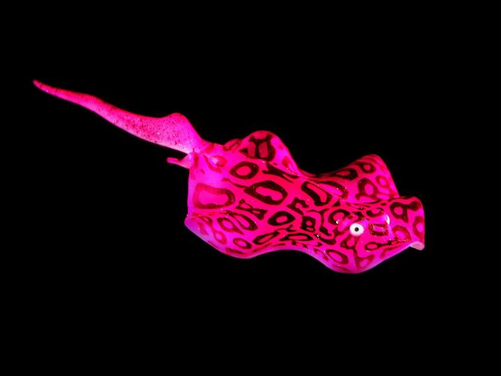 Actual product image Amazonas Stingray (Embellishment, other items)