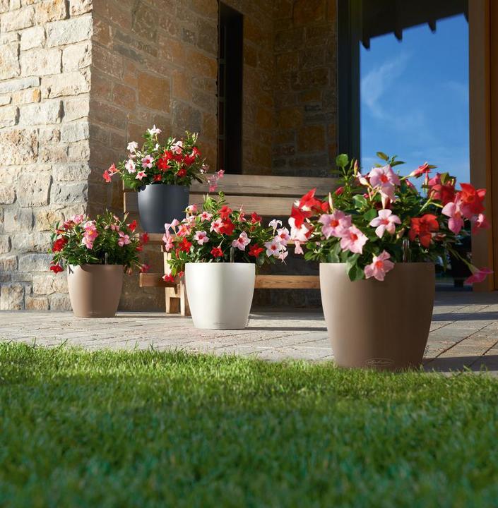 Produktbild Lechuza Classico Color (21.50 cm)