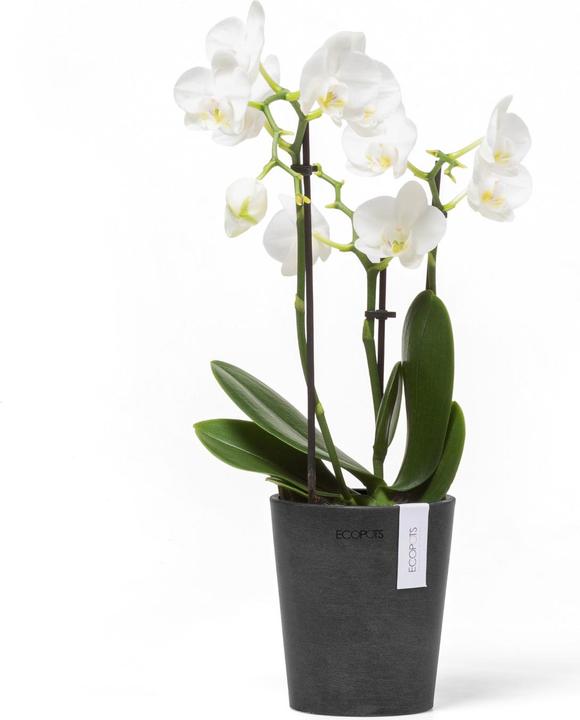 Image du produit Ecopots Morinda (11 cm)