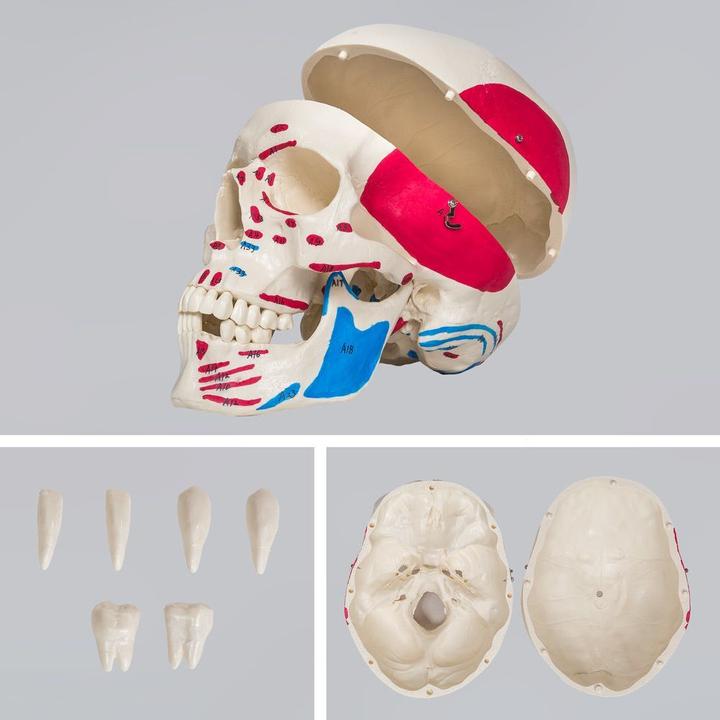 Actual product image tectake Anatomy skeleton