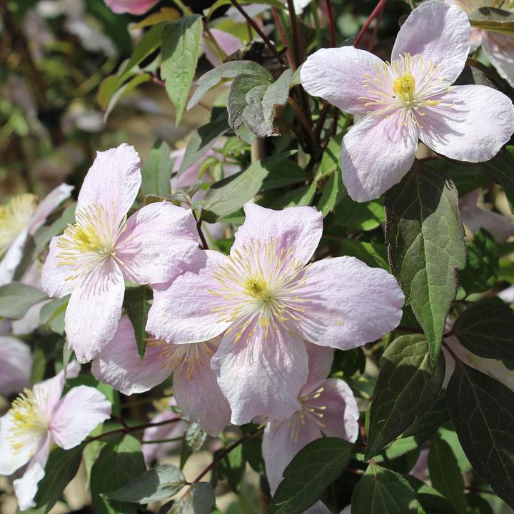 Produktbild Zulauf Anemonen-Waldrebe / Clematis montana var. rubens (80 cm)
