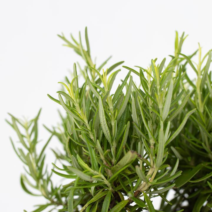 Produktbild Plant in a Box Rosmarinus Officinalis - 12er Set Rosmarin (10 cm)